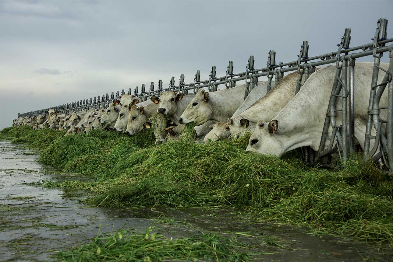 Età, destinazione e classificazione dei bovini